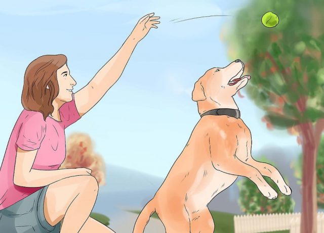 Уделяйте собаке как можно больше времени
