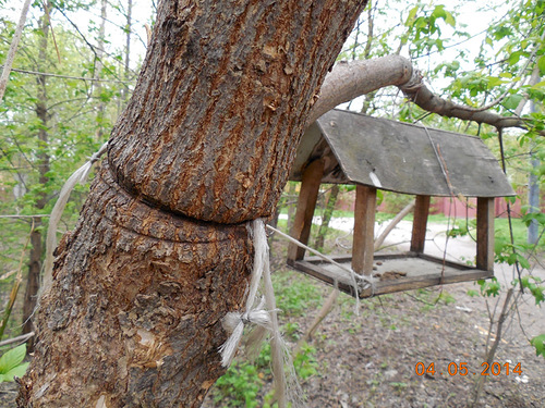 Крепление к дереву веревкой