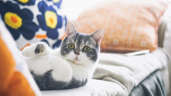 Если кот описал диван – скорее спешите устранять последствия