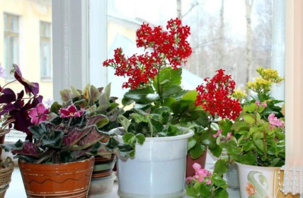 Комнатные растения повышают влажность воздуха